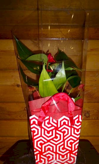 Flowers from T.J. Butt-Skyberg and Family