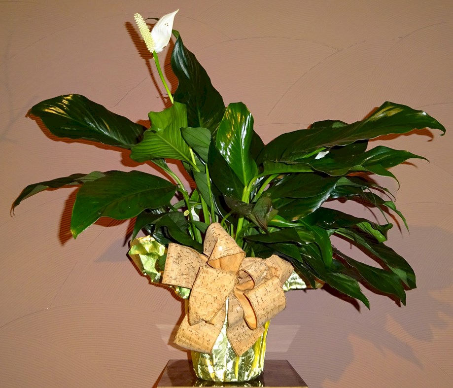 Flowers from Jim and Debbie Antonsen