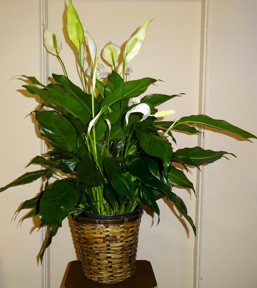 Flowers from Overweg Families, Gerrit & Family, and Brenda & Family