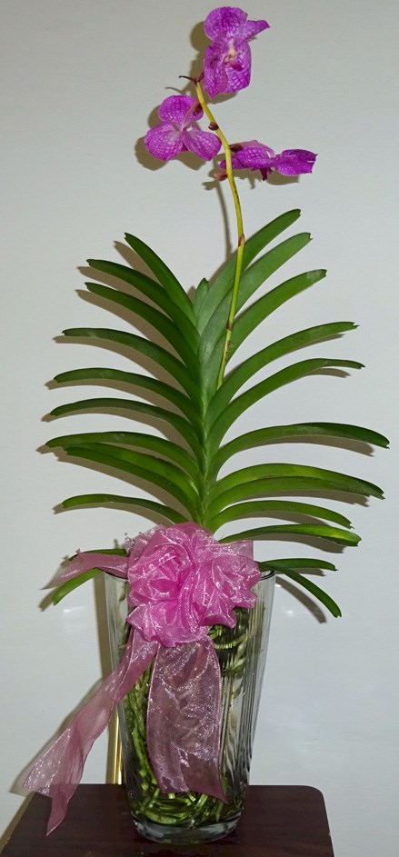 Flowers from David and Debbie Ludvig (Tony's little sister)
