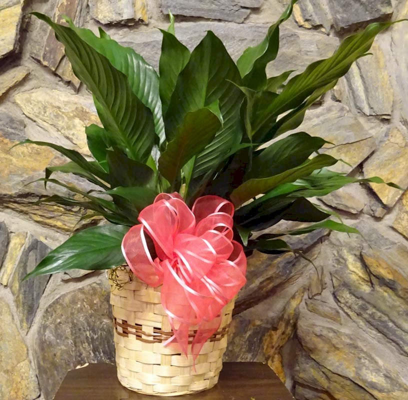 Flowers from Brink Meyer, Bob, Raylene, and Talisha, and Louis and Galen Maring