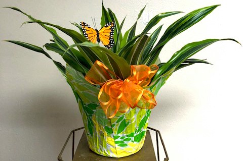 Flowers from Dakota Country Pharmacy