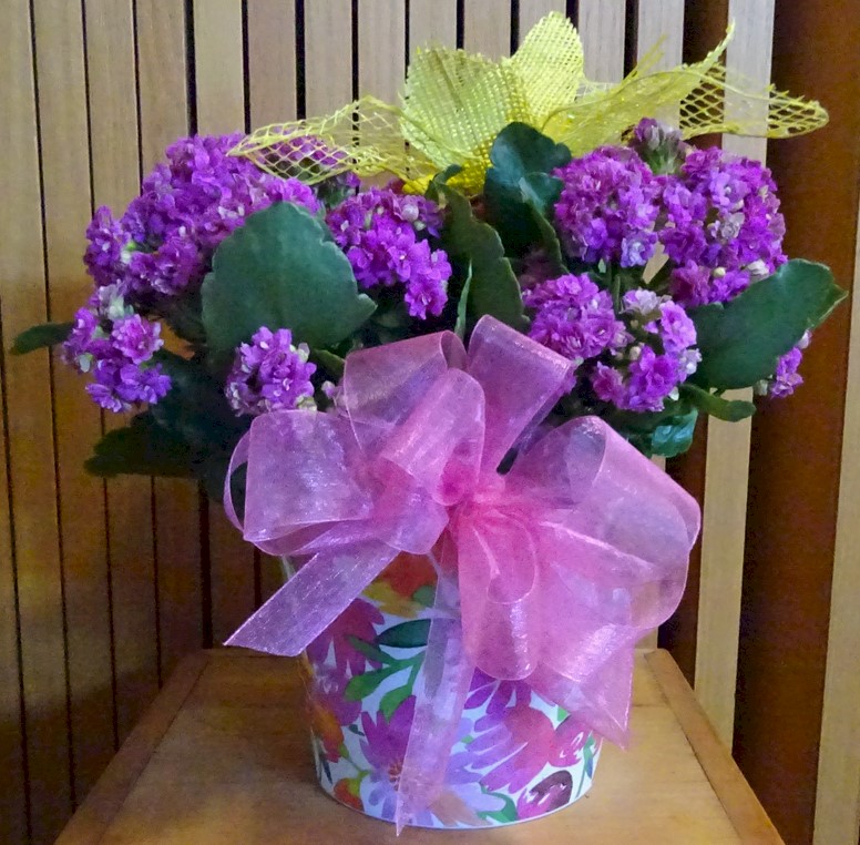 Flowers from Wall Meat Plant