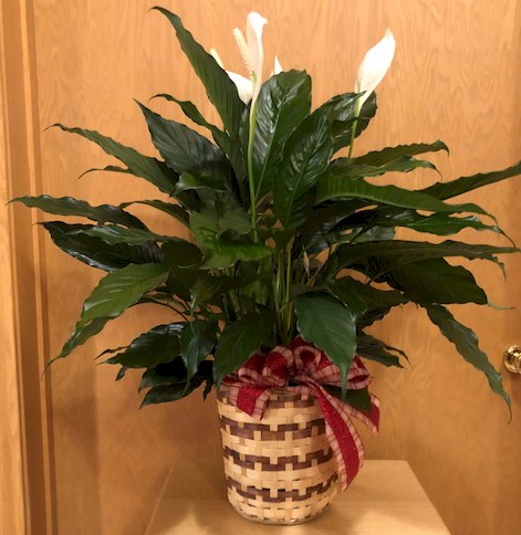 Flowers from Uncle Brad and Aunt Shirley