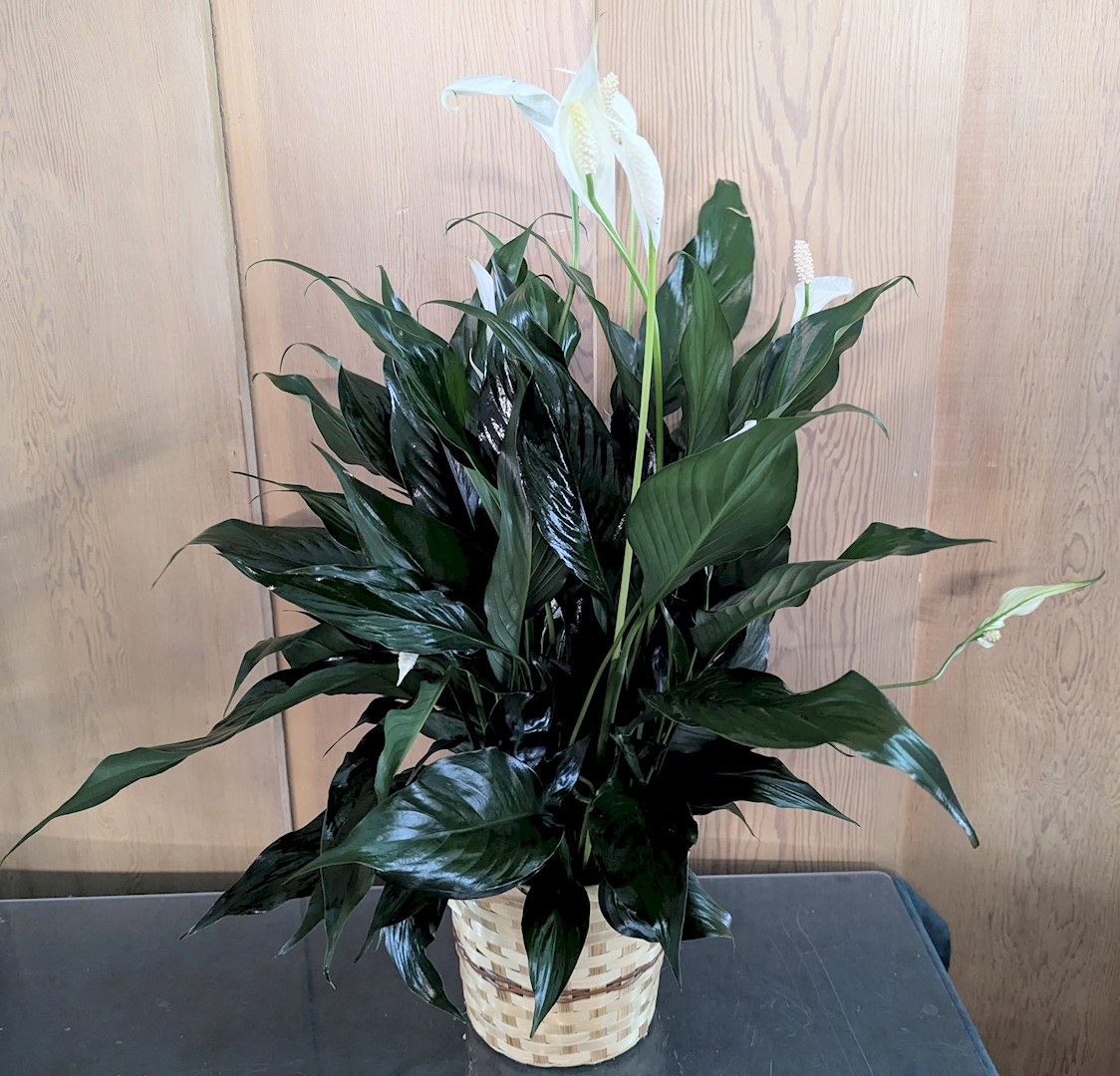 Flowers from Dakota Country Pharmacy