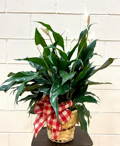 Flowers from Janet and Family and Lou Ann and Family