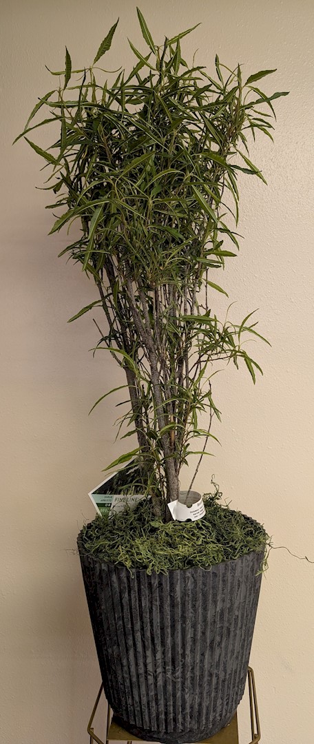 Flowers from Philip Motor Inc. and Employees