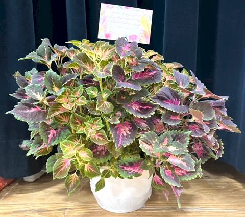 Flowers from Mike and Shar Moses