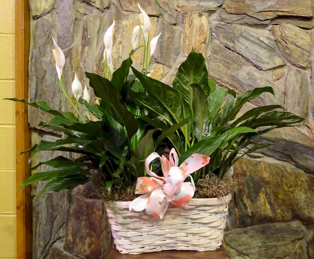 Flowers from Alisha, Rhonda, Kristen, Jessica, Margaret, and Wendy