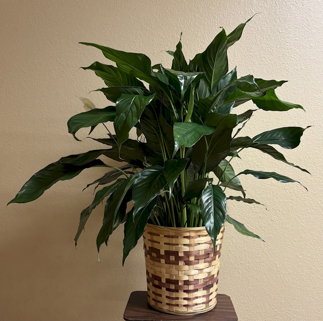 Flowers from LeRoy and June Fedderson; Lacy Puhlman and boys; Lindy, Greg Smith and Family; and Dusti, Nick Palecek and boys