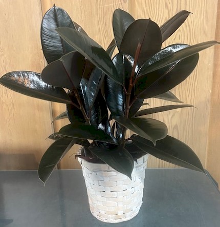 Flowers from Daktronics - employer of Seth Koch