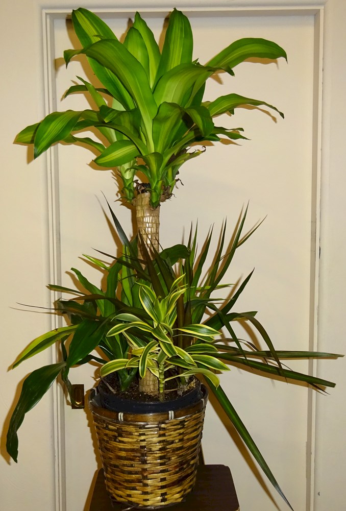 Flowers from Mark & Tammy Carlson & Family and Kadoka Oil, Discount Fuel, and Employees