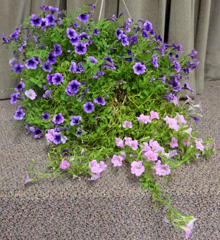 Flowers from Mary Slovek Family