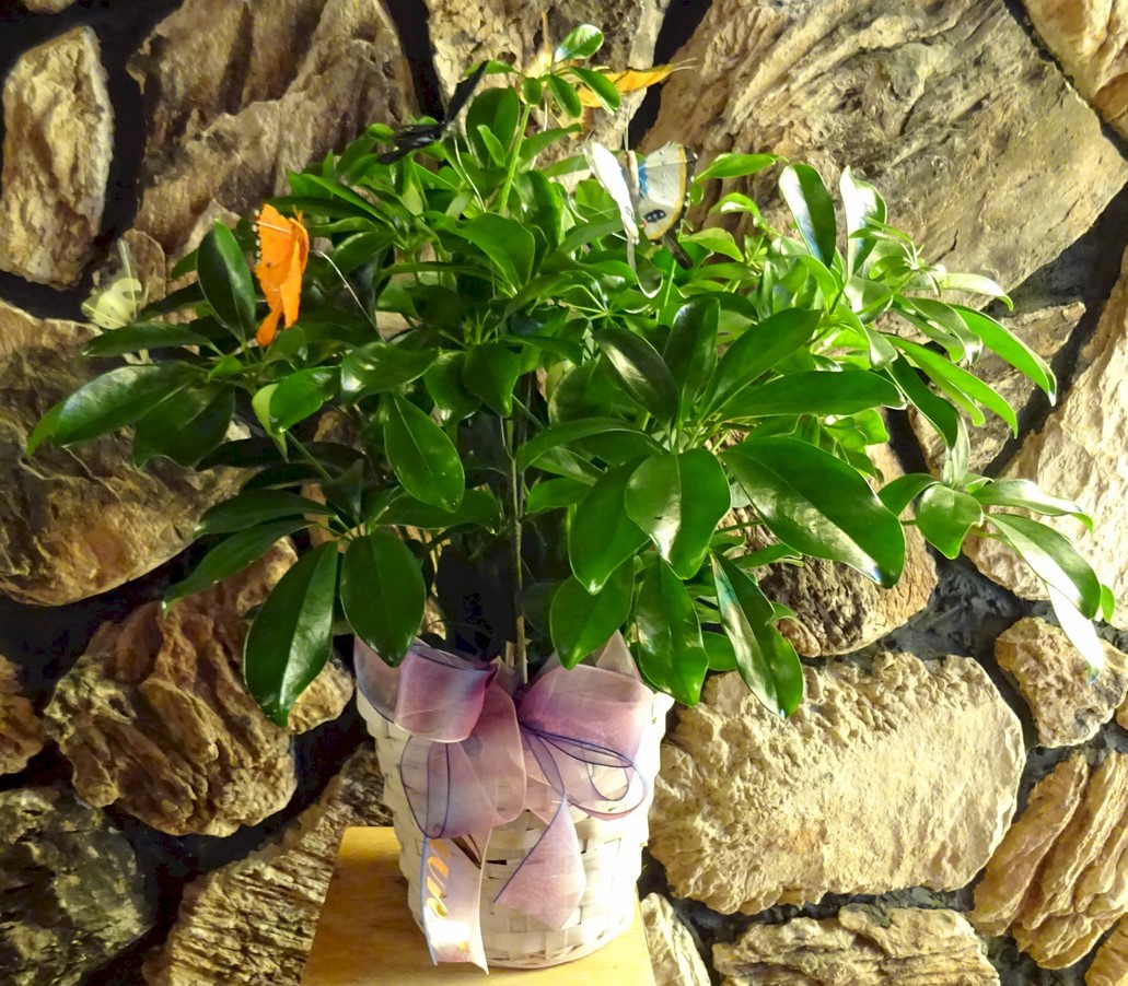 Flowers from Bonnie Riggins and Family