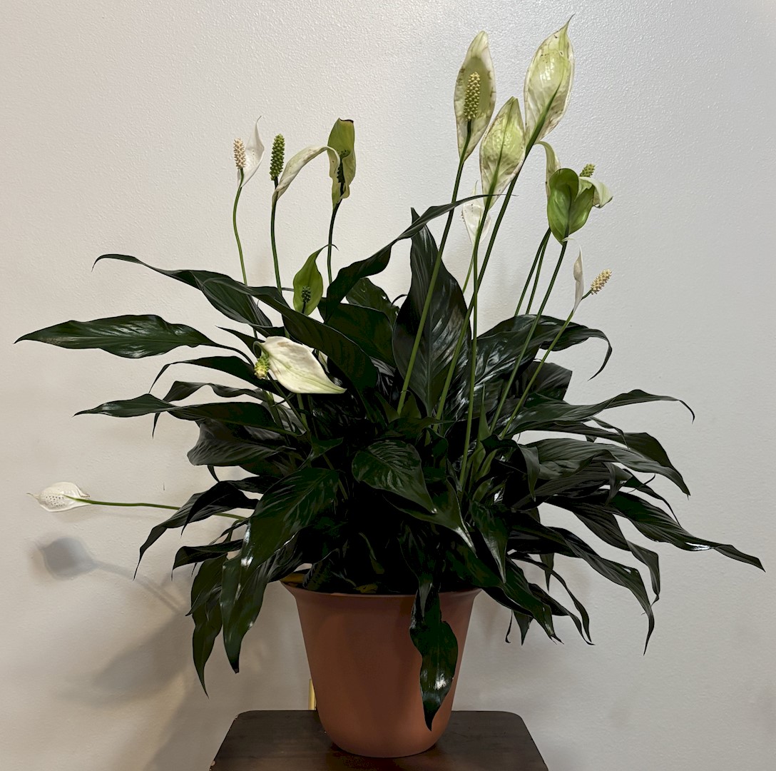 Flowers from Kadoka Area School Staff, Administration, and School Board
