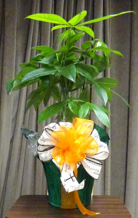 Flowers from The Hackworth Families