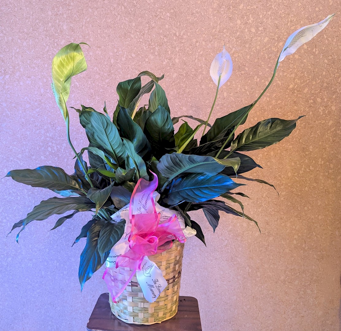 Flowers from Darwin and Betty; Dar, Lisa and Boys; Mindy and Emmalyn