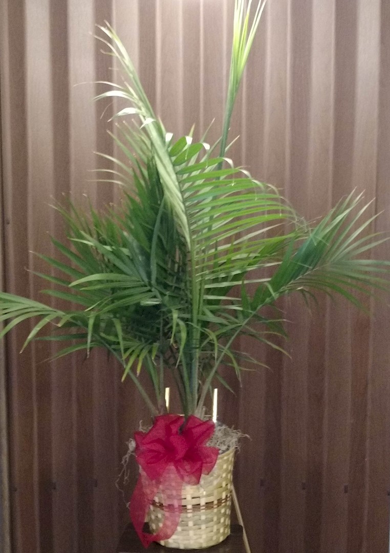 Flowers from Bart and Marcy Ramsey, Brook and Cara Parent and Family, and Chad, Paulette, and Charle Ramsey
