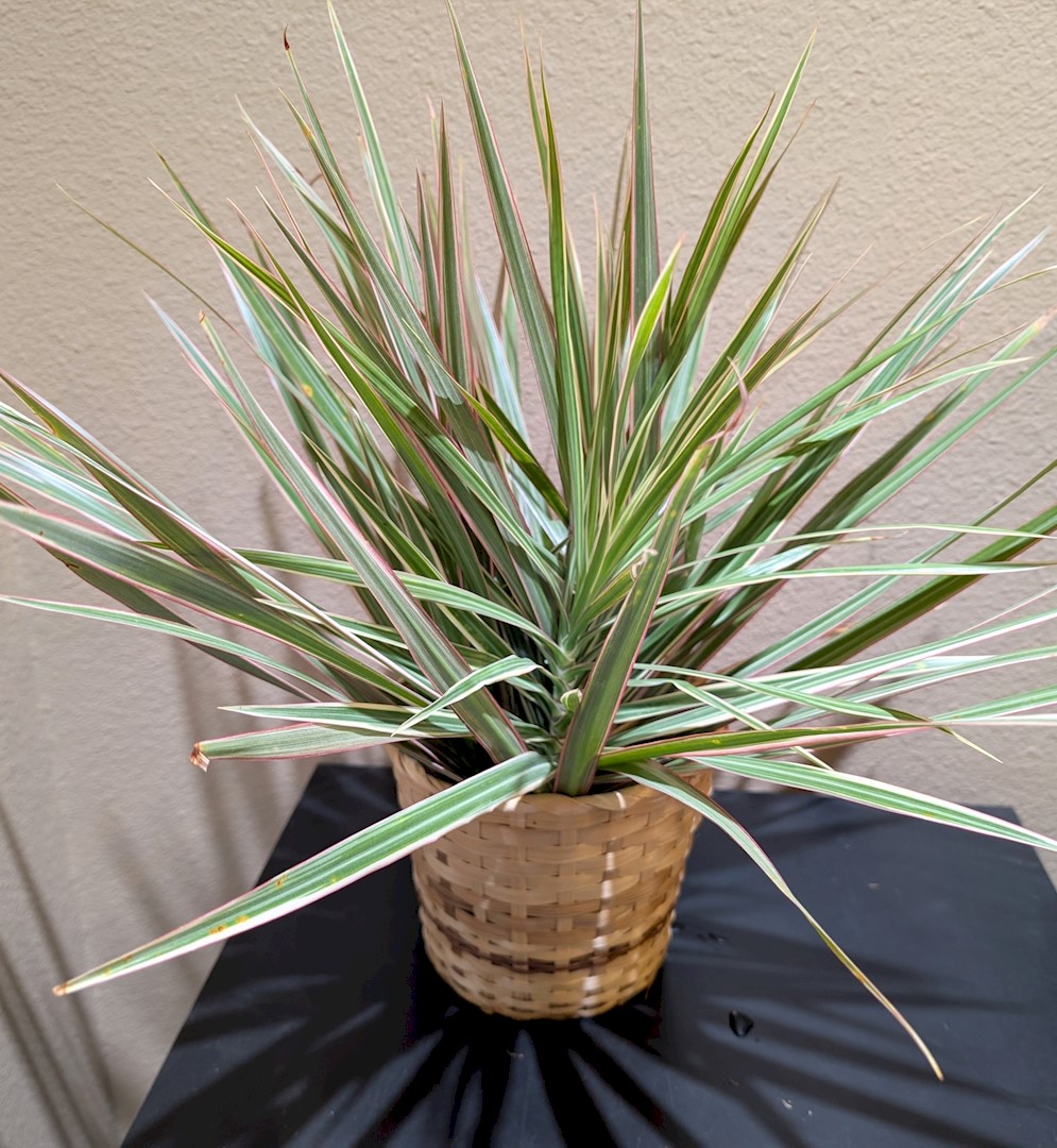 Flowers from Nathan and Brittney Drury Family
