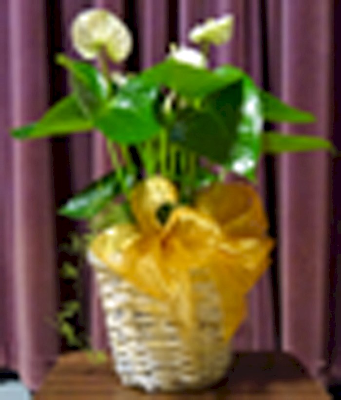 Flowers from Dakota Country Pharmacy