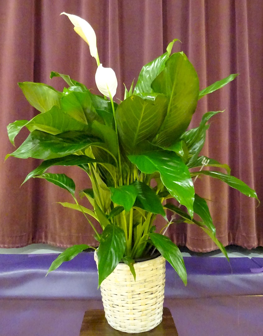 Flowers from Tashia and Shawn Porch and Family