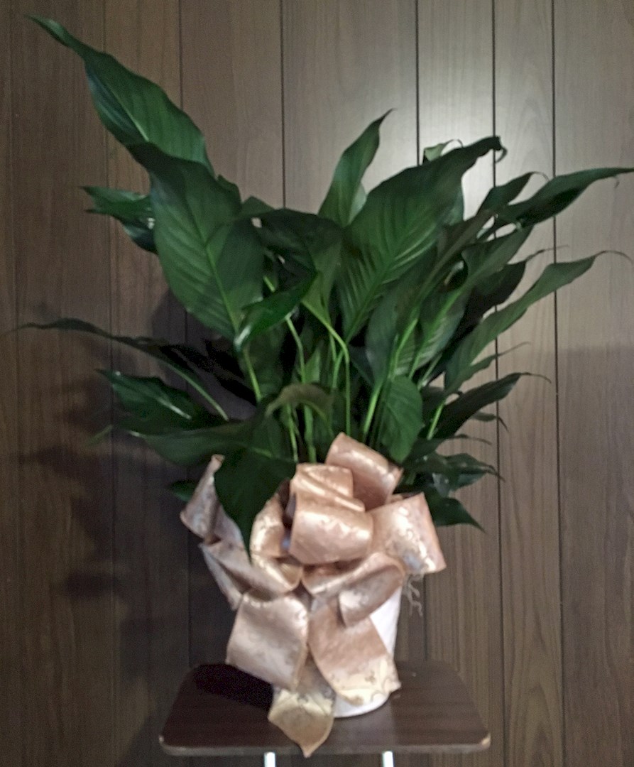 Flowers from Physicians and Staff Stormont-Bail and Cotton O'Neil