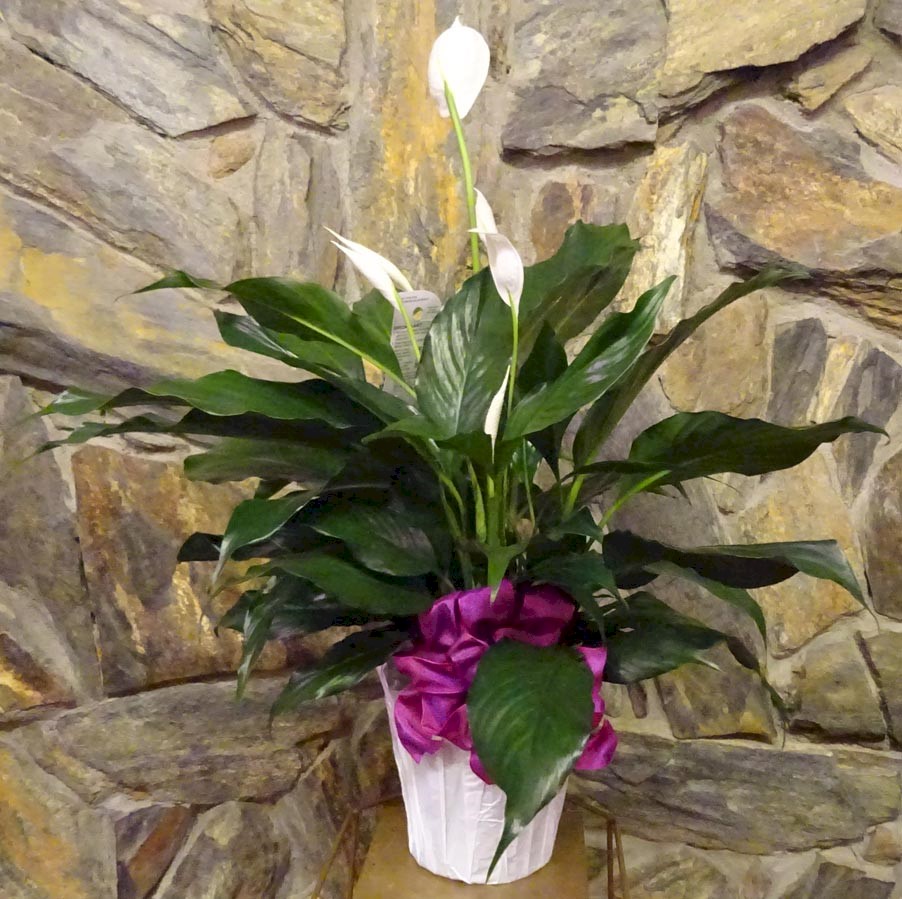 Flowers from Your friends at Stulken, Petersen, Lingle, Walti, and Jones LLP
