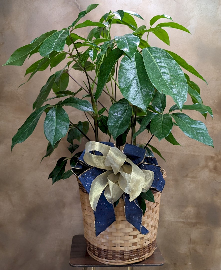 Flowers from Bassett Livestock Auction