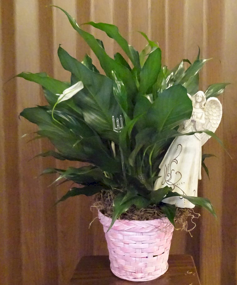 Flowers from Bruce and Kathy Swan and Family