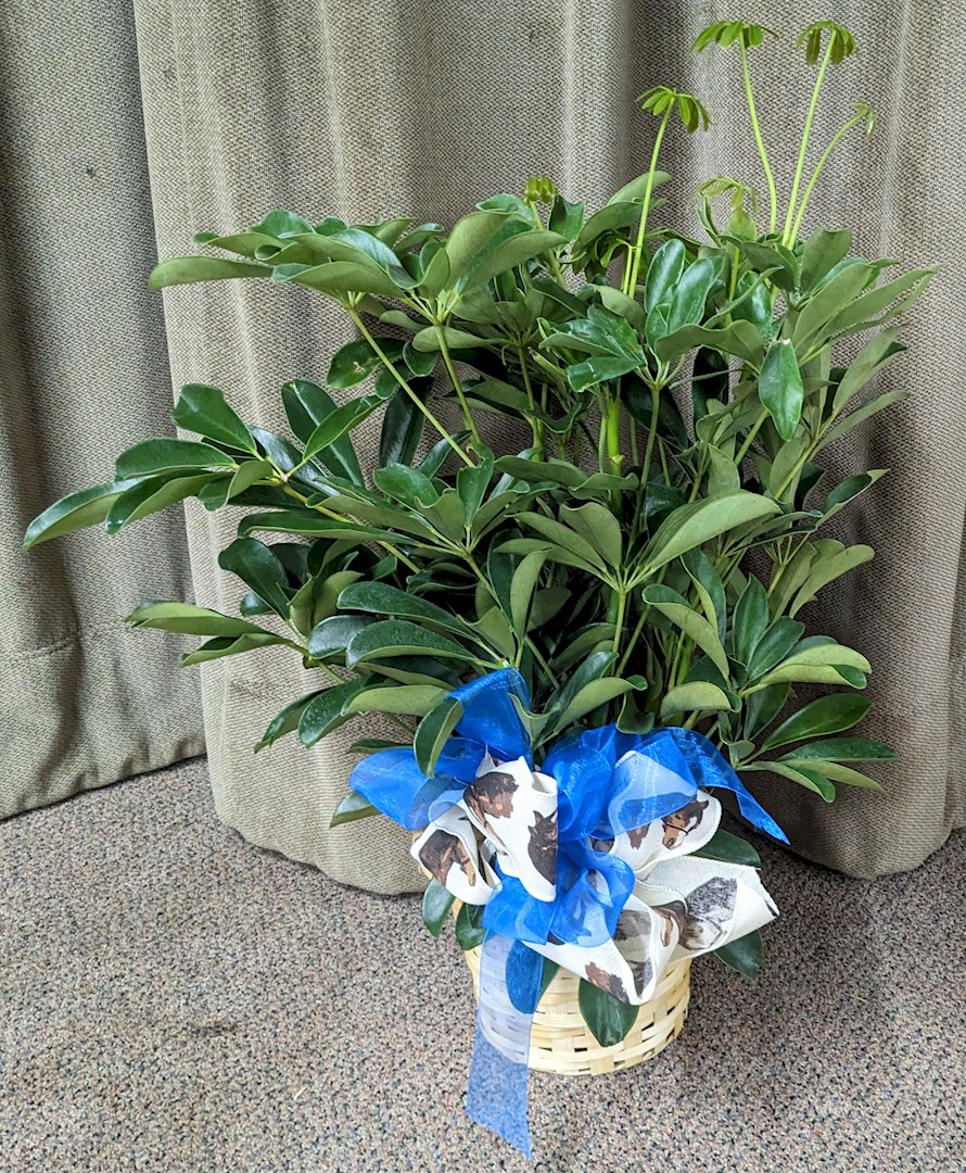 Flowers from Donovan and Janet, Aaron and Ruth, and Carmen 