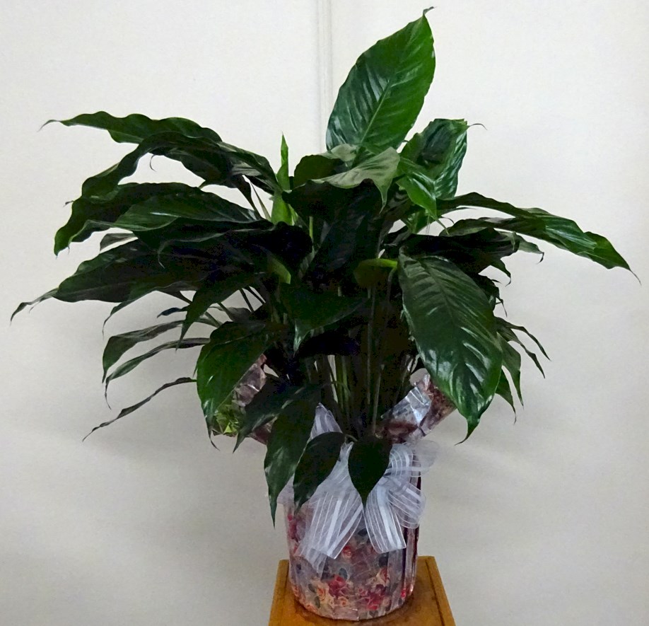 Flowers from Mondi Jackson - Jackson, MO