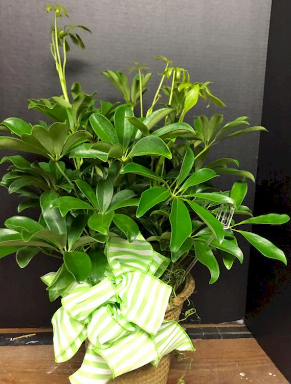 Flowers from Bob, Kerri, and Families