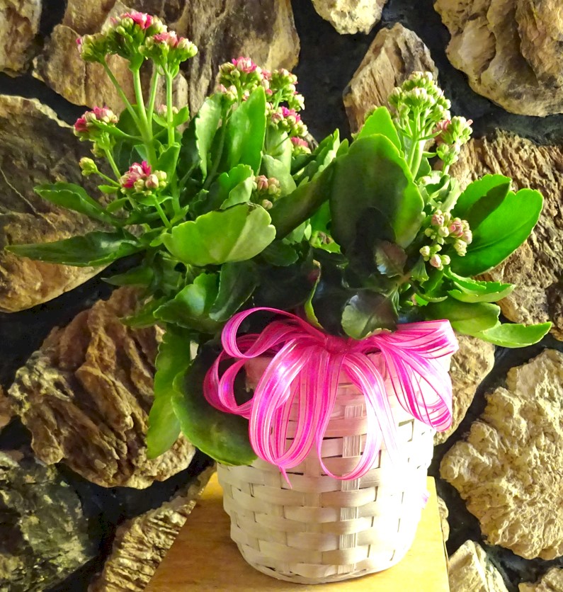 Flowers from Dakota Country Pharmacy