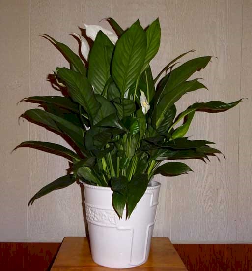 Flowers from Steve & Megan Tatum
