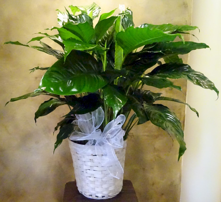 Flowers from Ron Mann DDS Office - Ron, Laurie, Mariah, and Ashlee