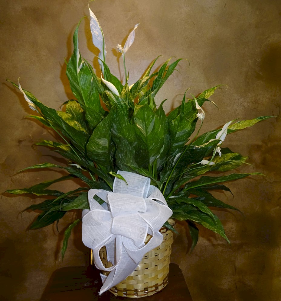 Flowers from The Cuka Family