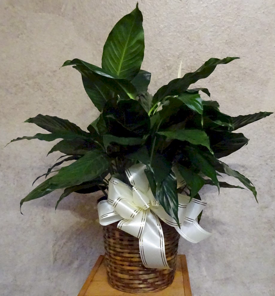 Flowers from Kenny and Lyndy Ireland and Family and Nancy Stephenson and Family