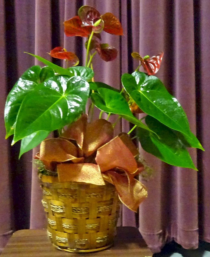 Flowers from The Natrona County School District Board of Trustees and Staff