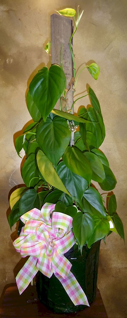 Flowers from Tim and Mary Eisenbraun