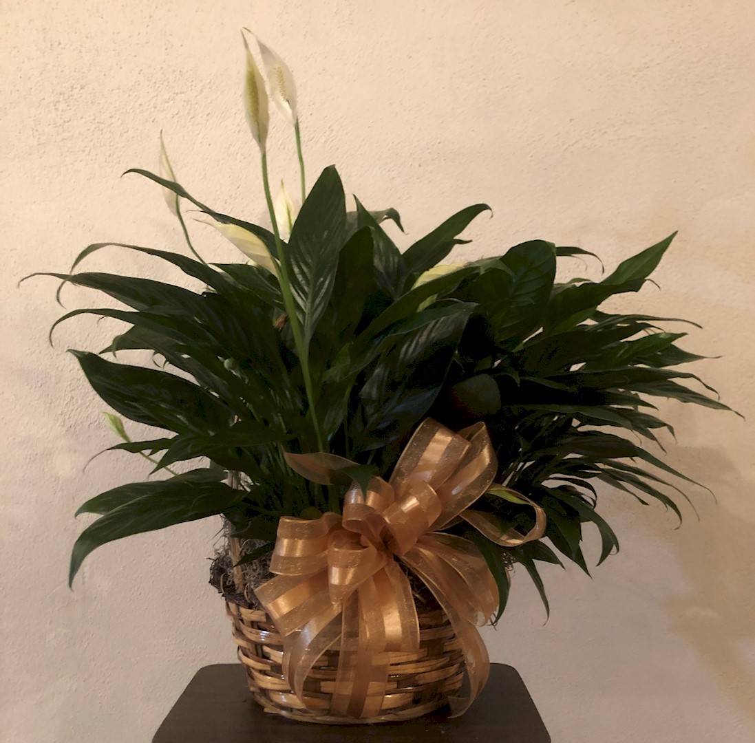 Flowers from Kyle and Carrie Schell Family