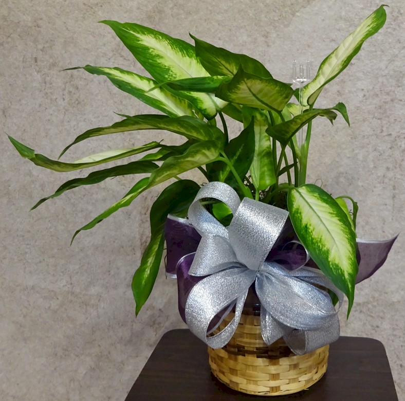 Flowers from Kent and Eileen Jordan and Family