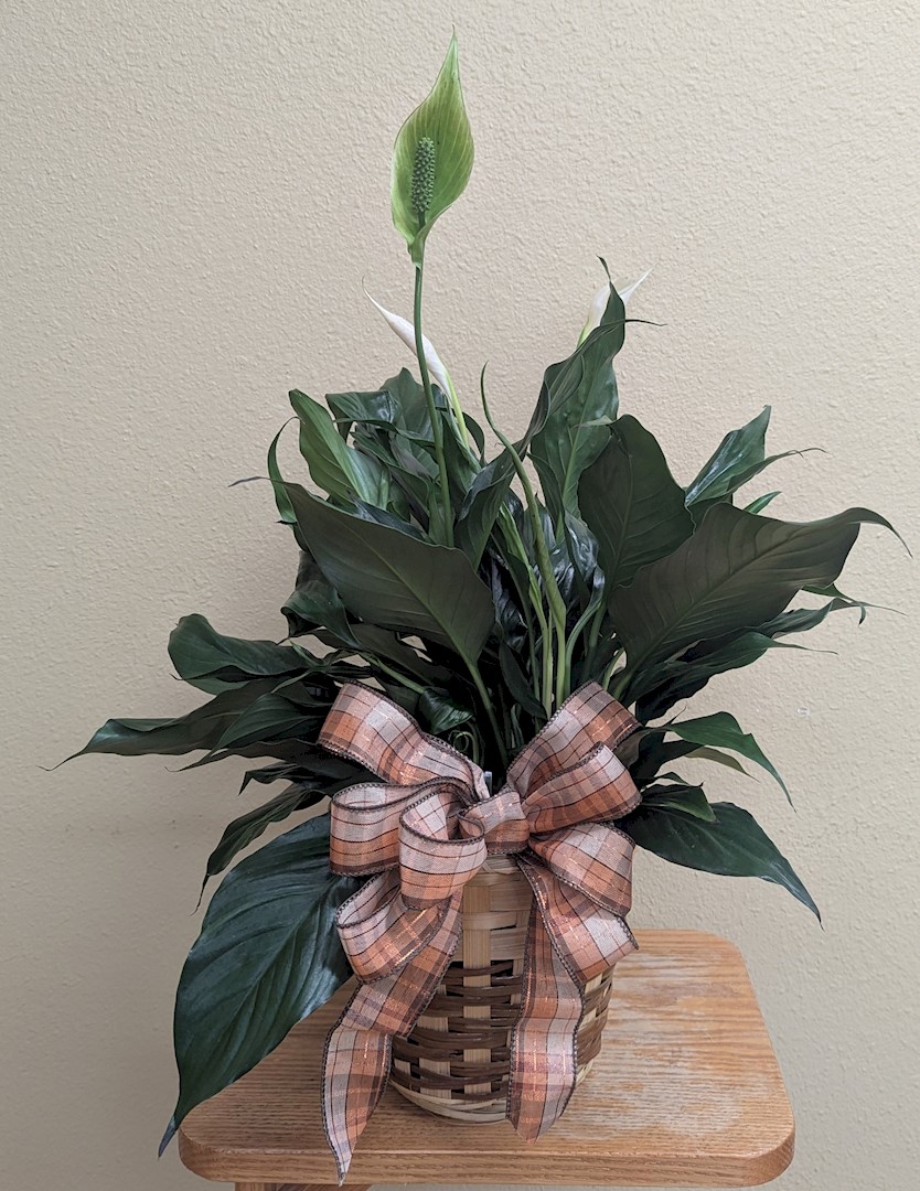 Flowers from Nemec Construction - Randy, Holly, and Family
