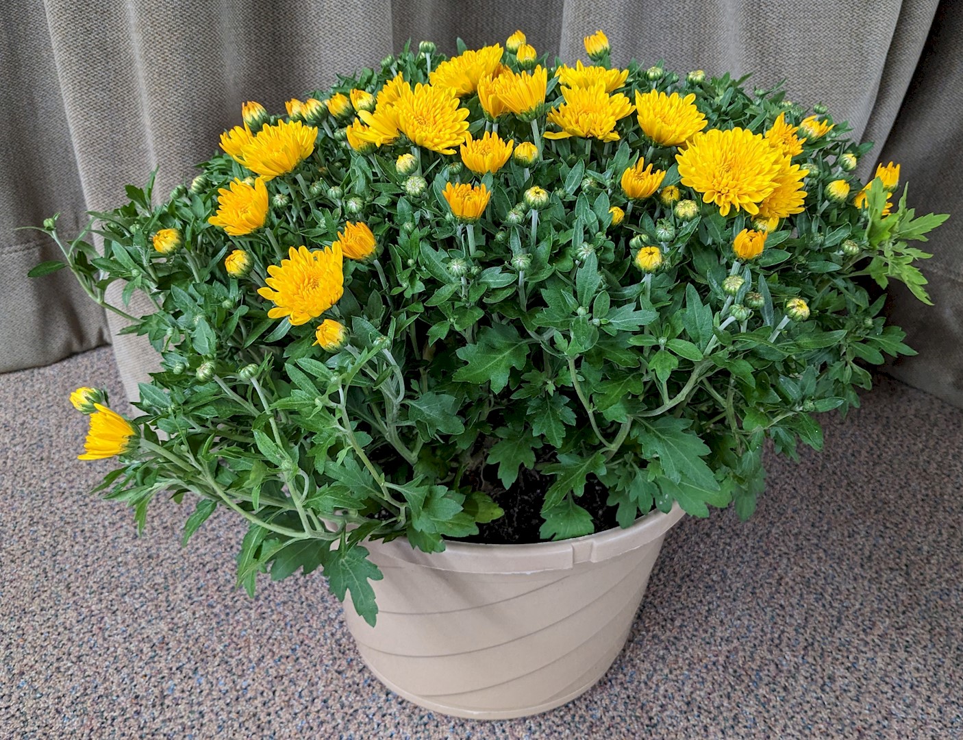 Flowers from Dakota Country Pharmacy