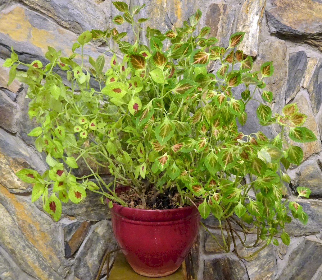 Flowers from Mike and Shar Moses