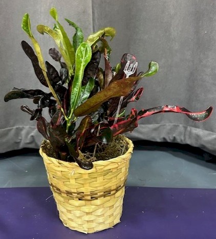 Flowers from Dakota Country Pharmacy