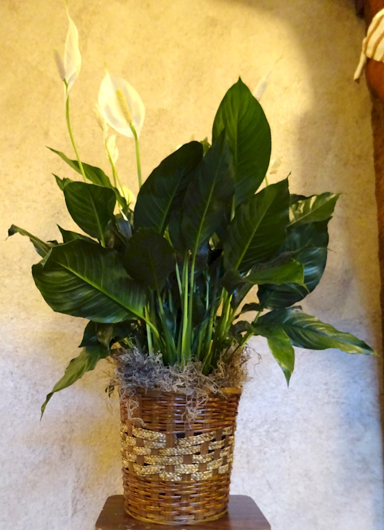 Flowers from Cami Hollins and Family