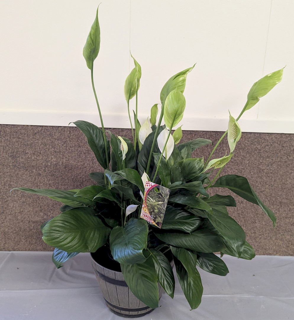 Flowers from Larry and Deb