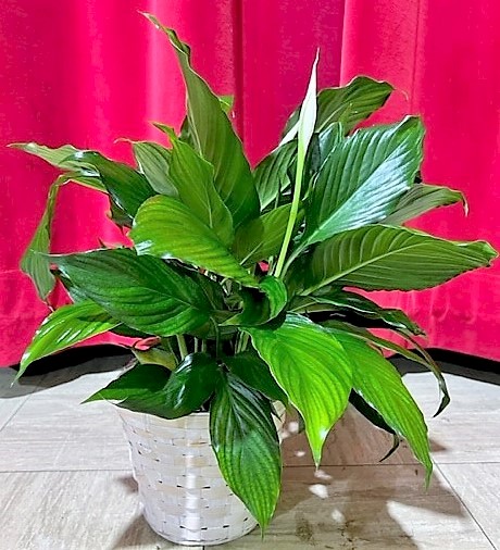 Flowers from Scotchman Living Center