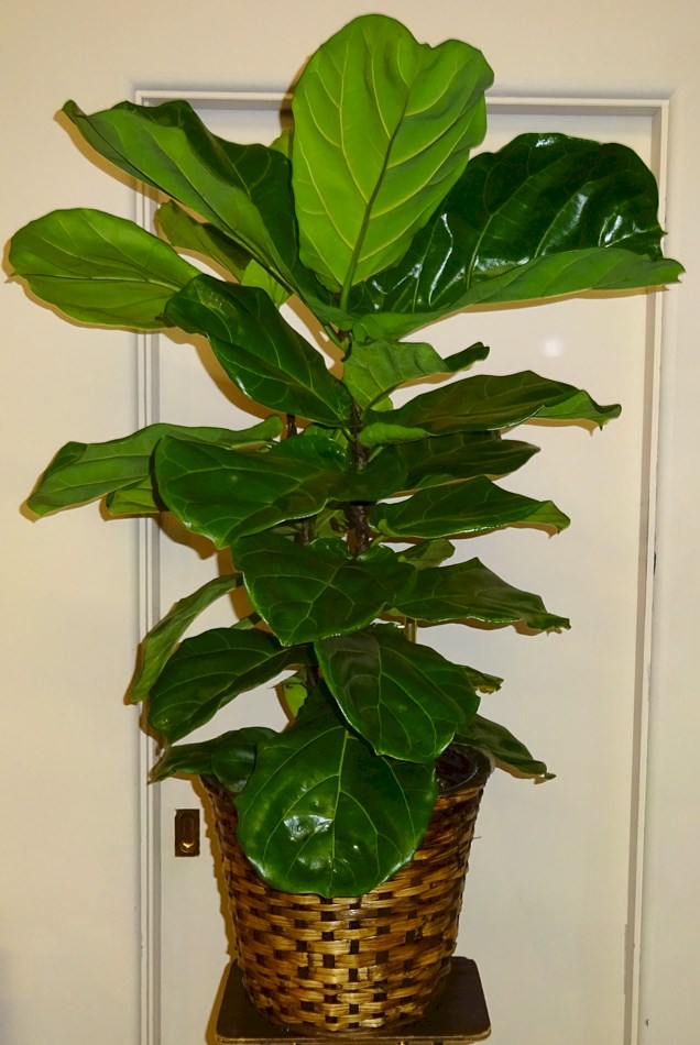 Flowers from Peggy, Grandma Bell, Dan & Dee Dee & Family, Bill & Laina & Family, and Paul & Darla