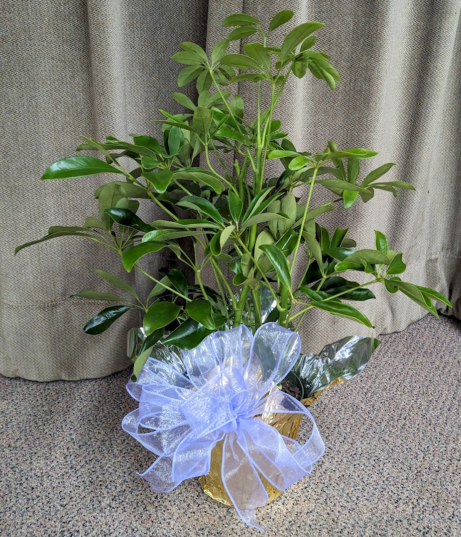 Flowers from Jeff and Kelly Penticoff